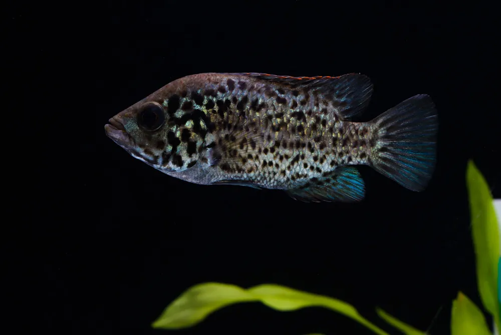 Cuban Cichlid - Emark Tropical Imports
