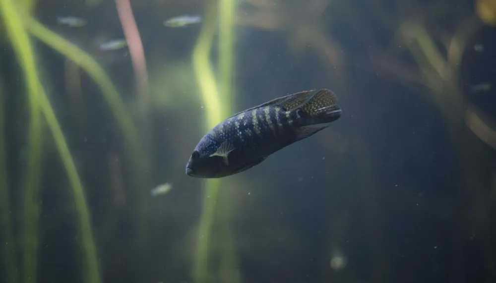 Jack Dempsey Cichlid - Cichlid Exchange