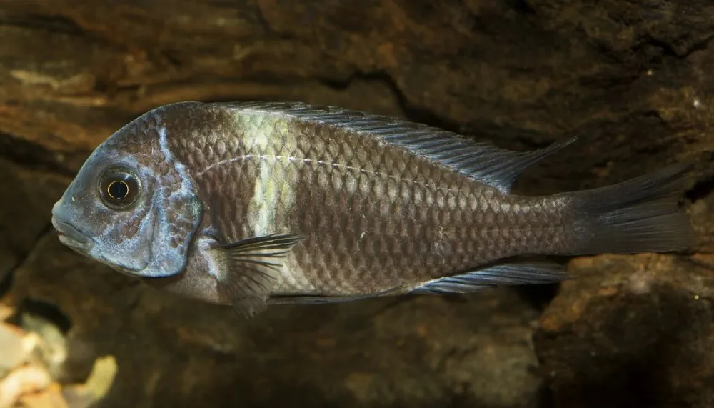 Tropheus Duboisi Cichlid - Interstate