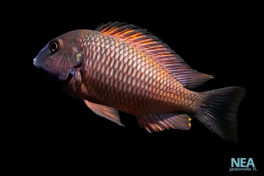 Assorted Tropheus Cichlid - Cichlid Exchange