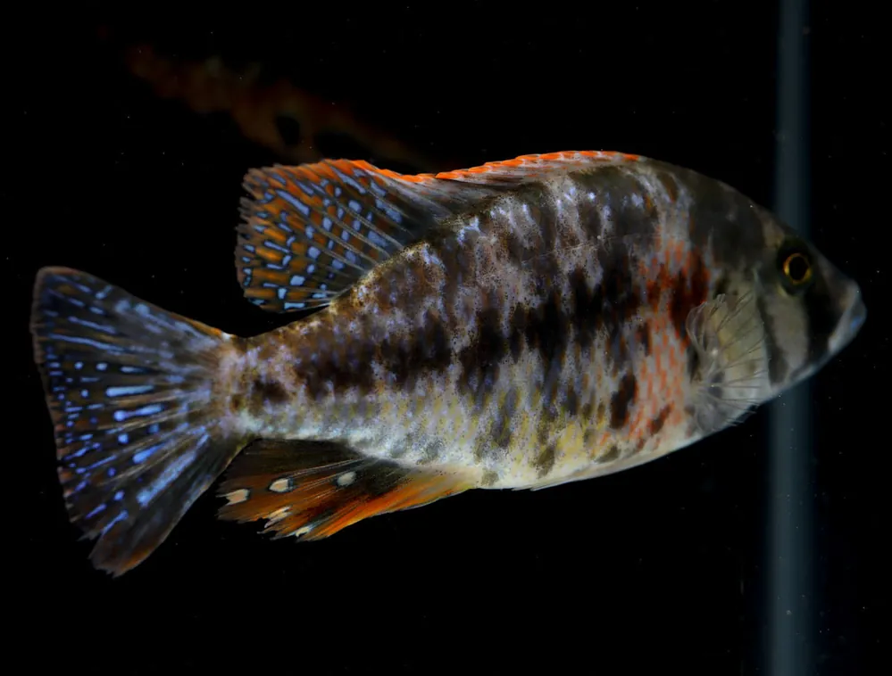 OB Compressiceps Cichlid - 5D Tropical