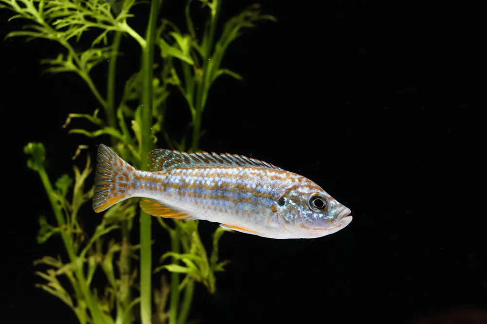 Exasperatus Cichlid - Interstate