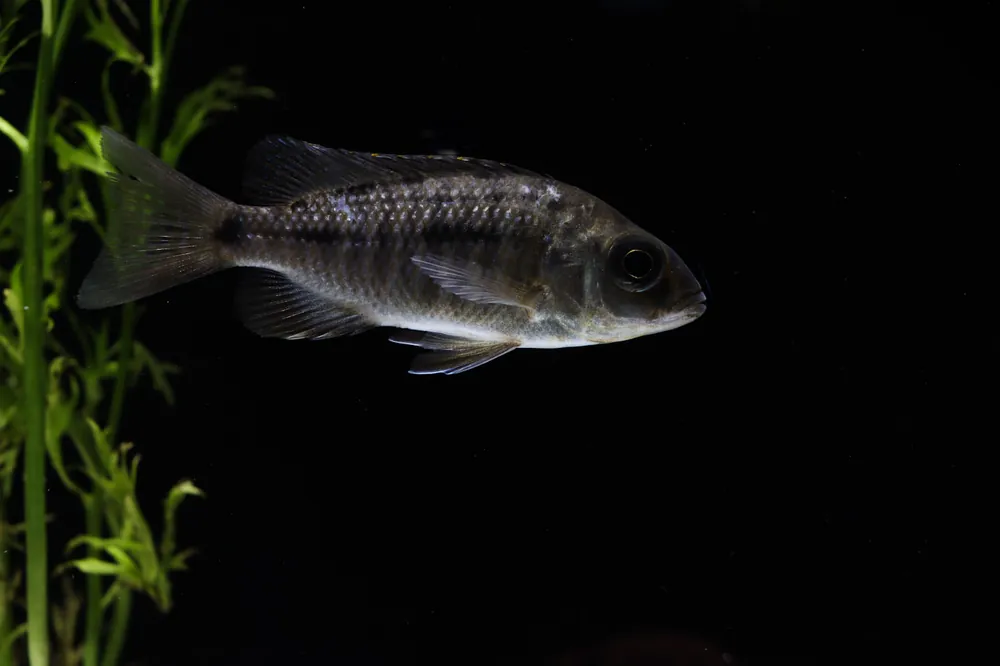 Boadzulu Hap Cichlid - Rick