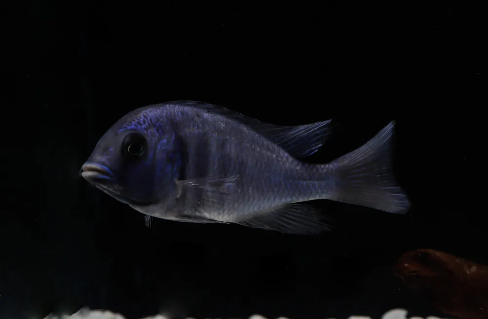 Moorii Hybrid Cichlid - Interstate