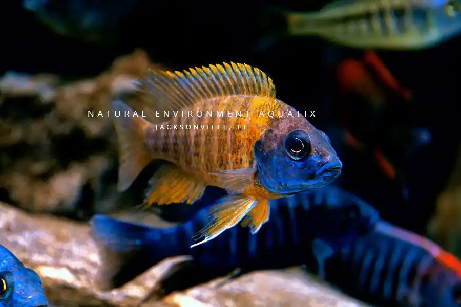 Assorted Peacock & Hap Cichlid Male Show - Rick