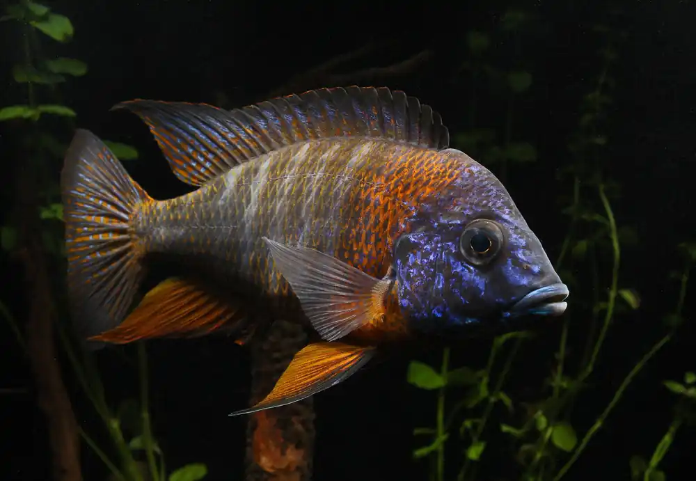 Red Collar Peacock Cichlid - Rick
