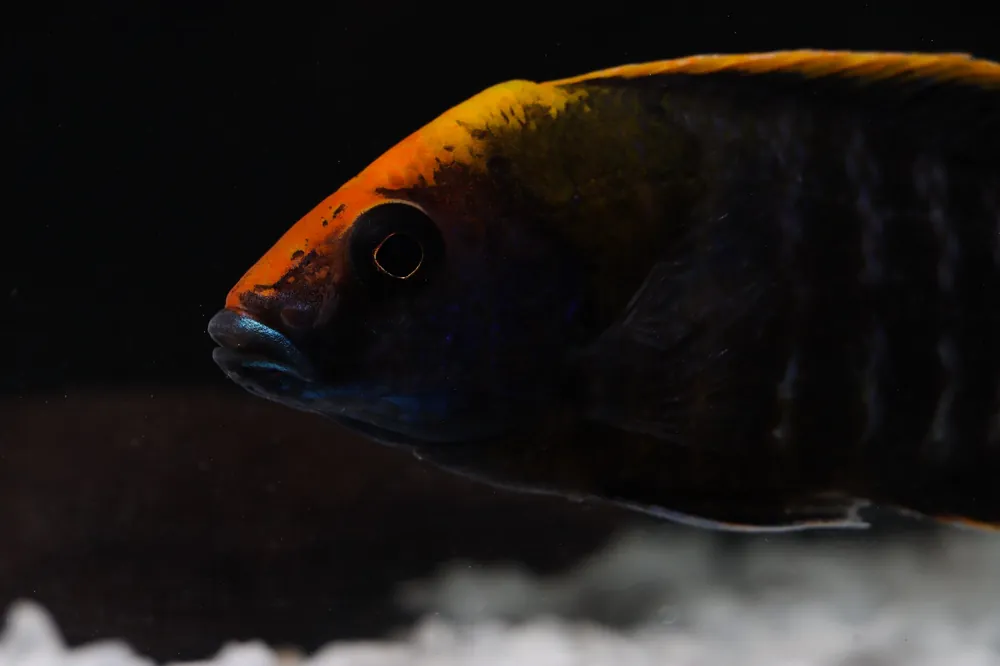 Sulfurhead Peacock Male Large Cichlid - Rick