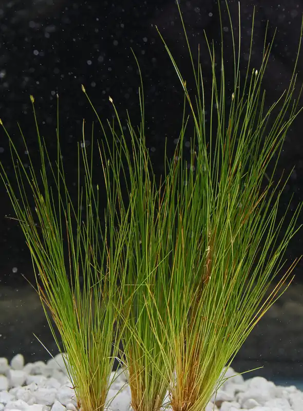 Dwarf Hair Grass Aquatic Plant - Emark Tropical Imports