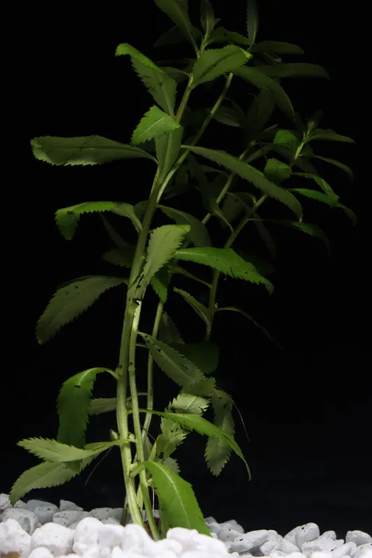 Mermaid Weed Aquatic Plant - 5D Tropical