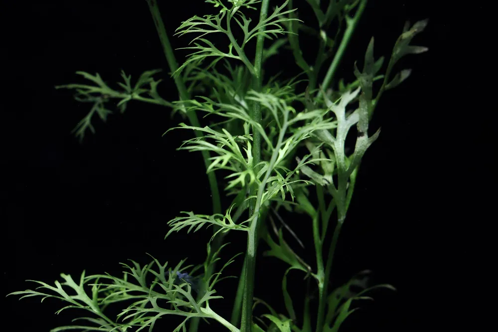 Water Sprite Lace Leaf Aquatic Plant - 5D Tropical