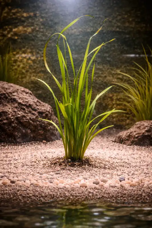 Jungle Vallisneria Aquatic Plant - 5D Tropical