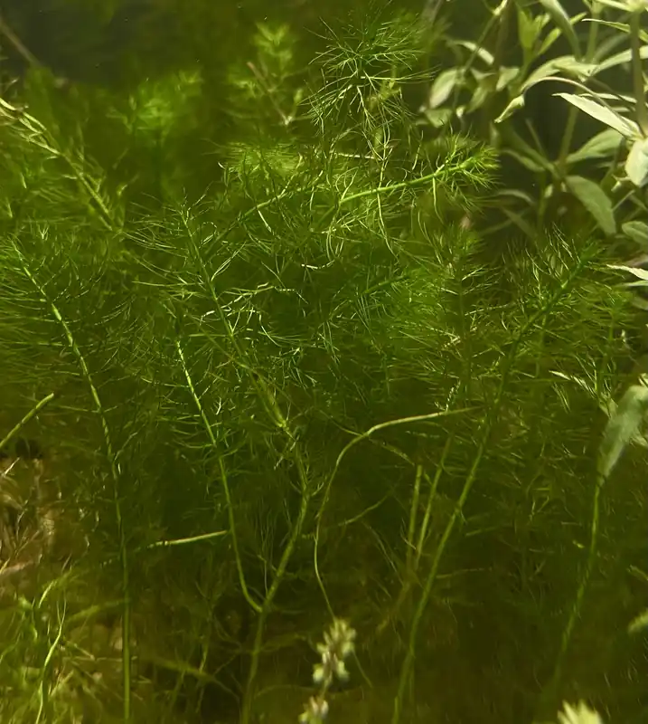 Filigree Myrio - Emark Tropical Imports