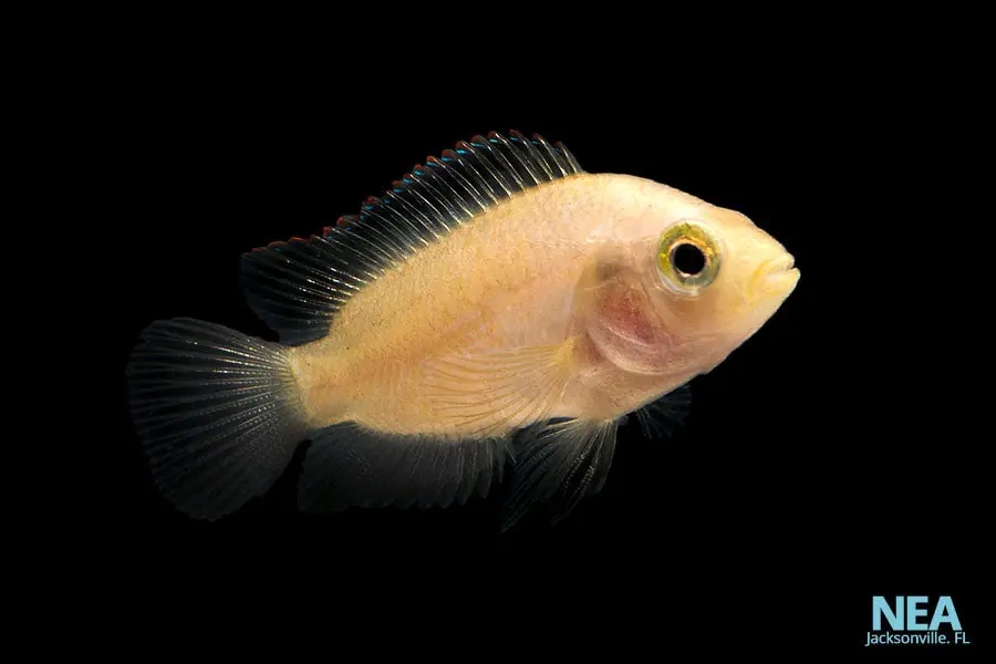 Pink Jack Dempsey - Natural Environment Aquatix