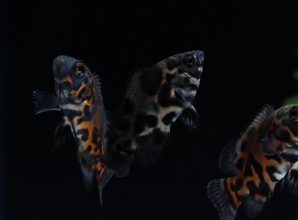 Tiger Oscar Cichlid - Segrest