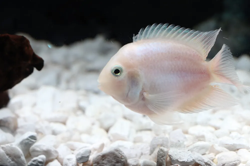 Snow White Parrot Convict Cichlid Juveniles - Sun Pet