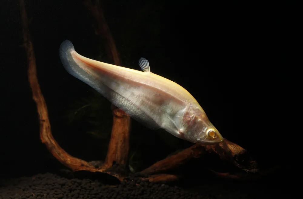 Gold Clown Knife - Sun Pet