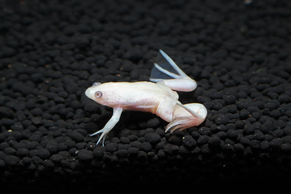 Albino African Clawed Frog - 5D Tropical