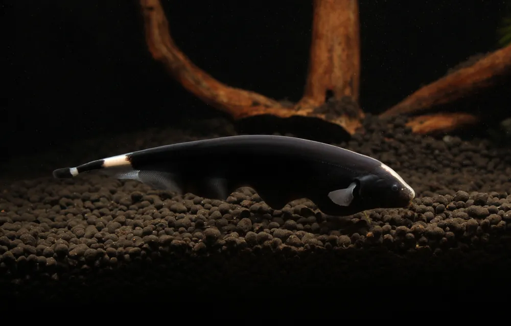 Black Ghost Knife - Carolina Aquatics