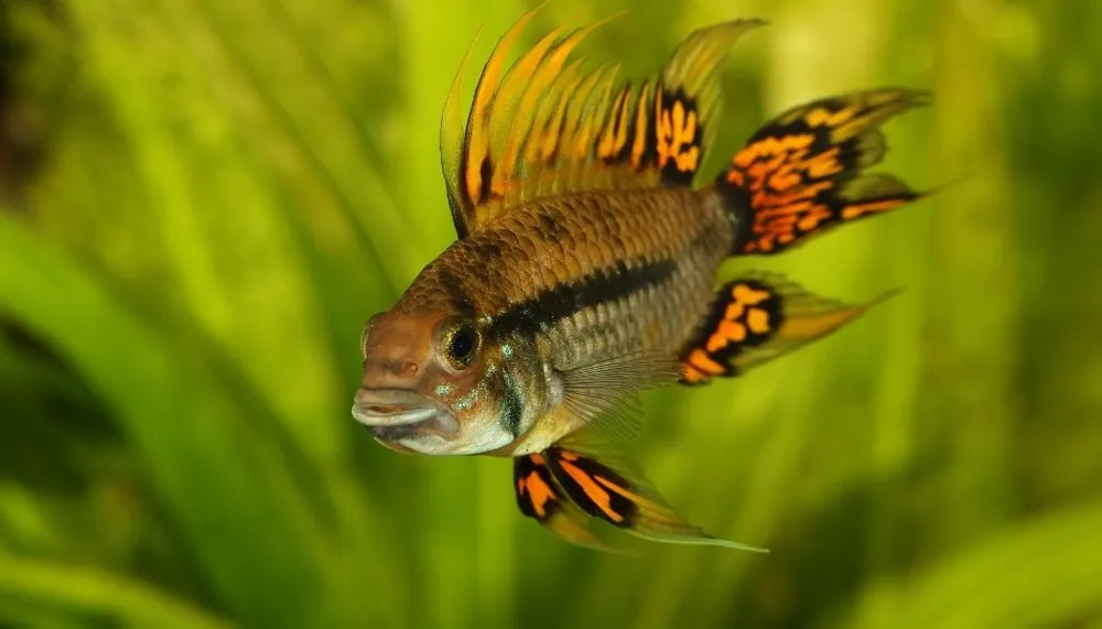 Apistogramma cacatuoides "Super Red" - Cichlid Exchange