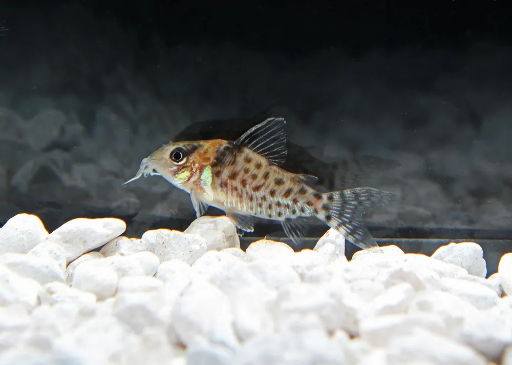 Agassizii Corydoras Catfish - Cichlid Exchange