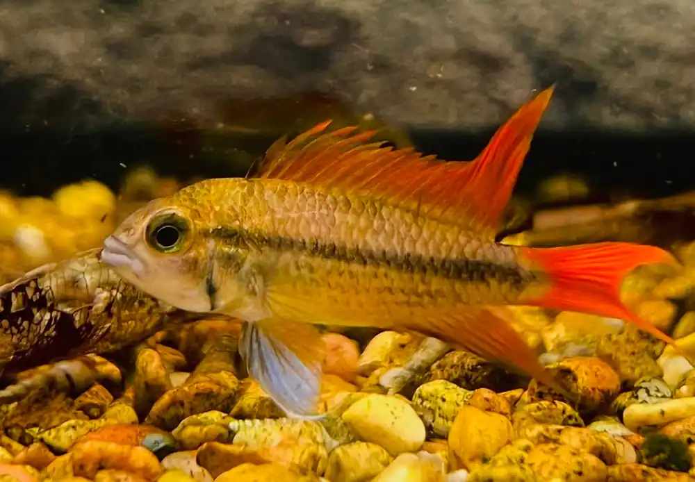 Apistogramma cacatuoides "Orange Flash" - Cichlid Exchange