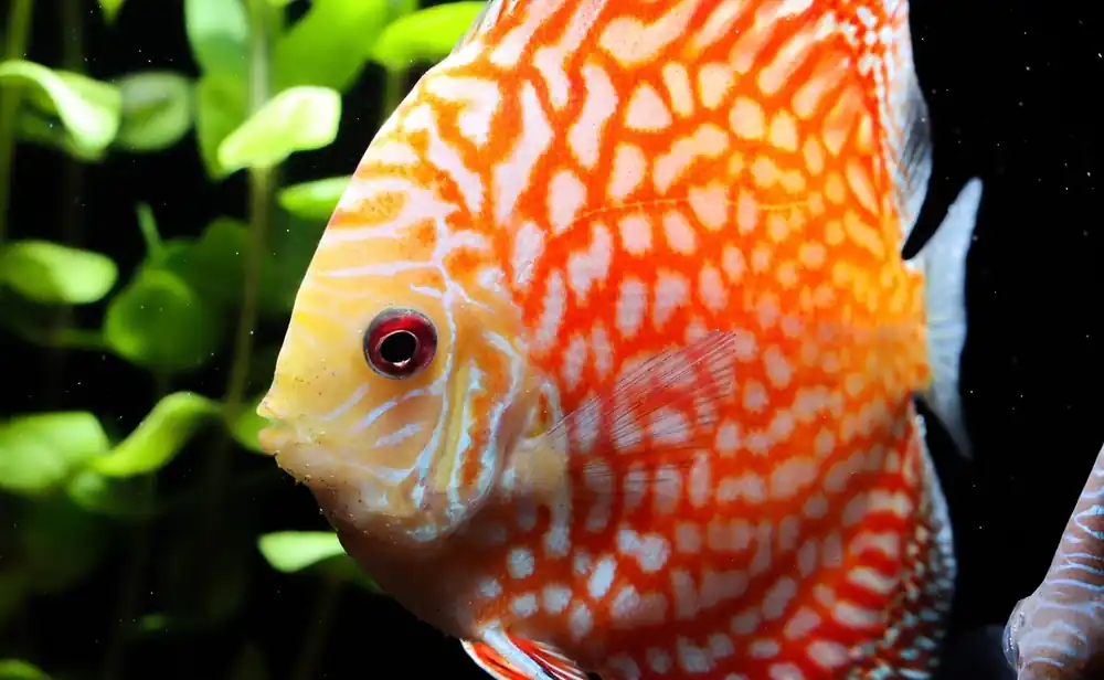 Pigeon Checkerboard Discus - Cichlid Exchange