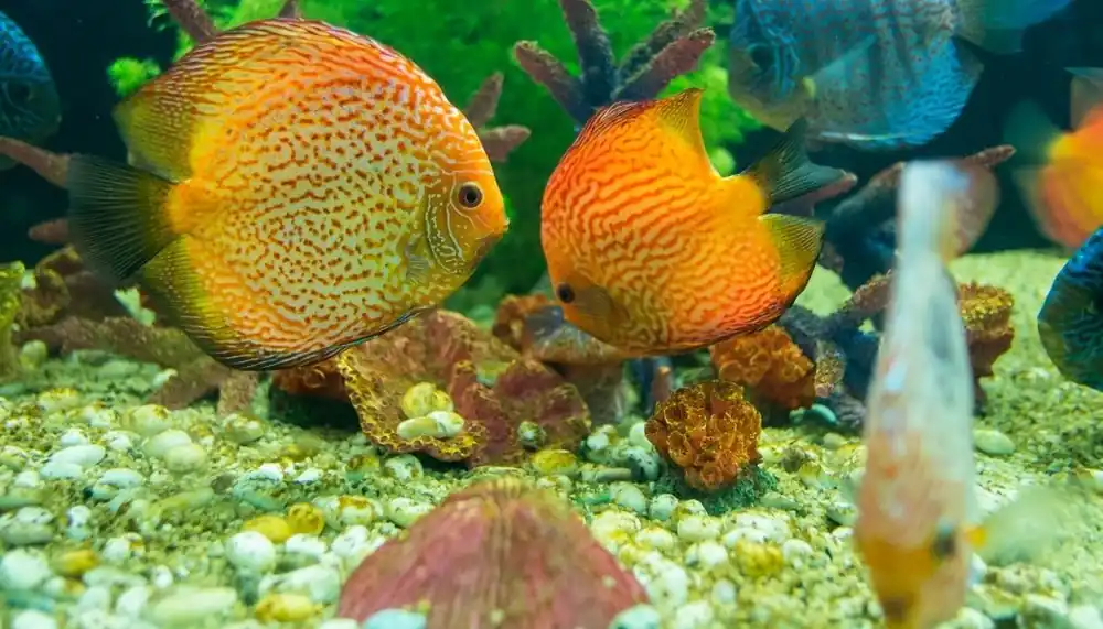 Pigeon Snakeskin Discus - Cichlid Exchange