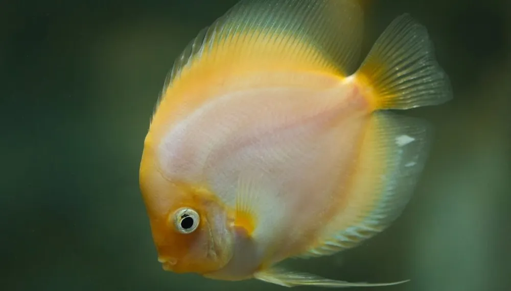 Yellow White Discus - Cichlid Exchange
