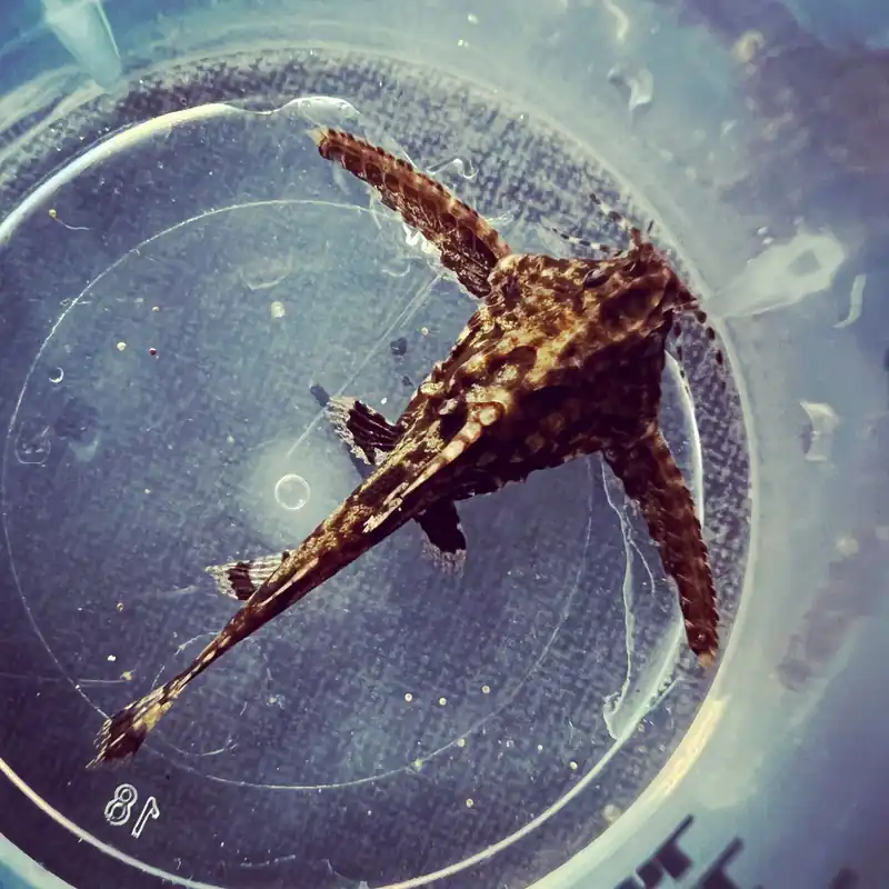 Dwarf Anchor Catfish - Emark Tropical Imports
