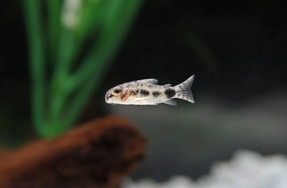 Dainty/Dwarf Spotted Corydoras Catfish - Cichlid Exchange