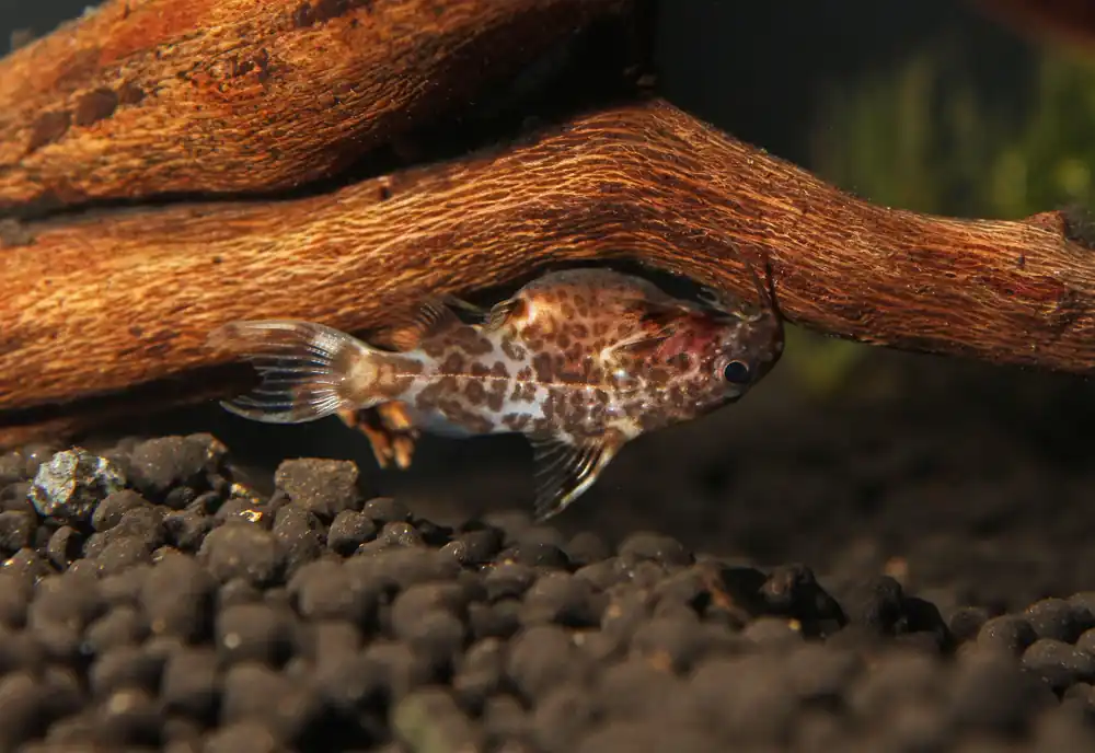 Synodontis "Upside Down Catfish" - Emark Tropical Imports