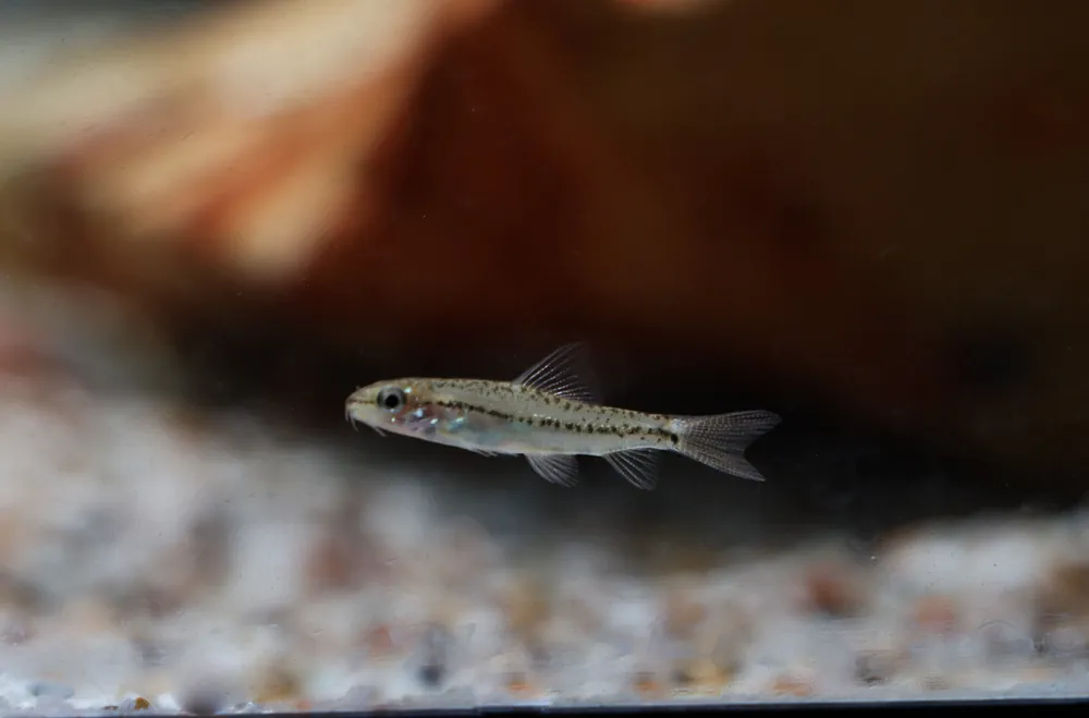 Burmese Rosy Loach - Cichlid Exchange