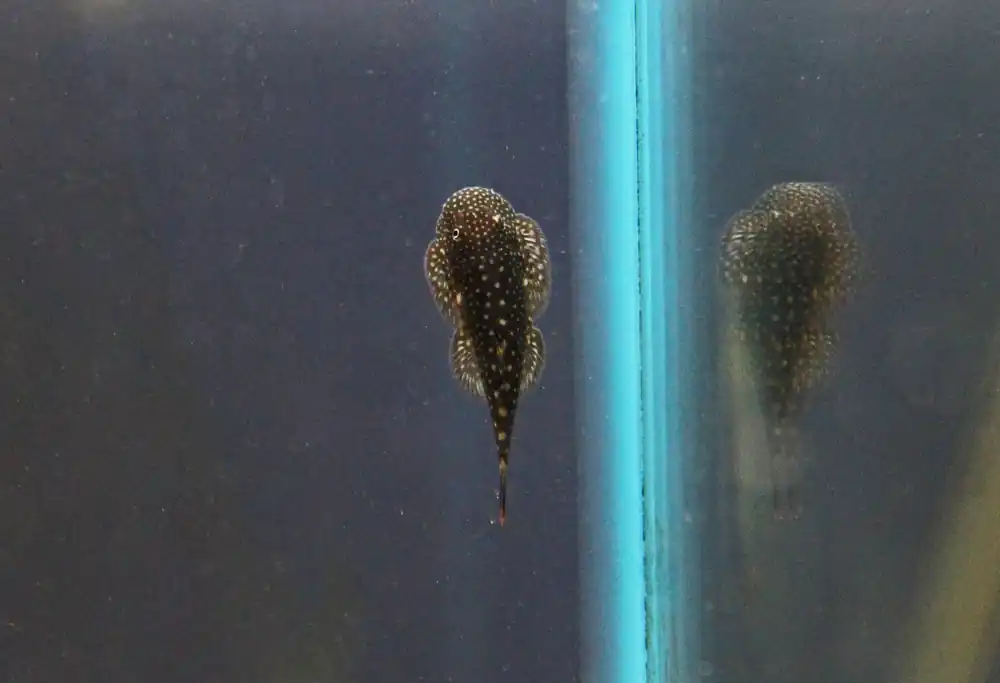 Borneo Sucker Loach - Emark Tropical Imports