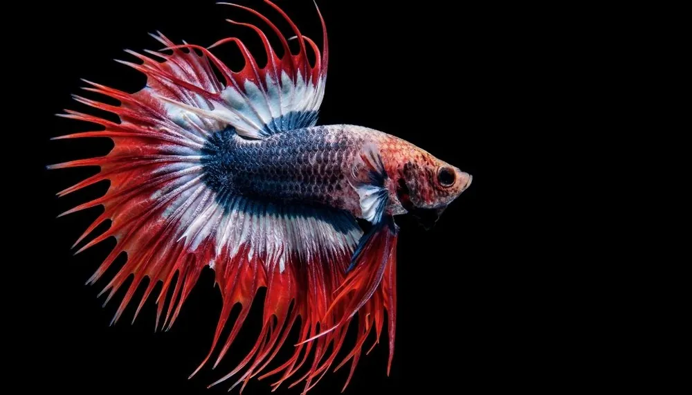 Crowntail Red, White, and Blue Male Betta Fish - Cichlid Exchange