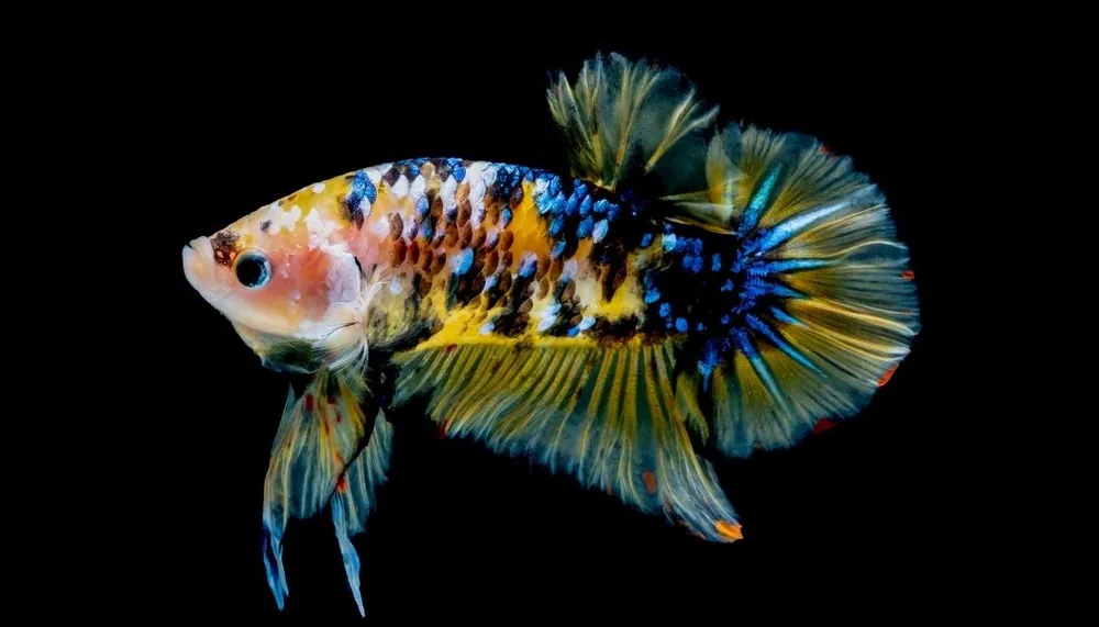 Plakat Galaxy Koi Male Betta Fish - Segrest