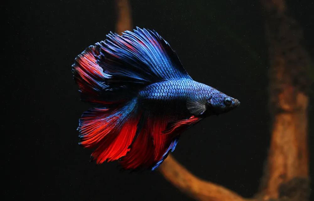 Double Longtail Male Betta Fish - Cichlid Exchange