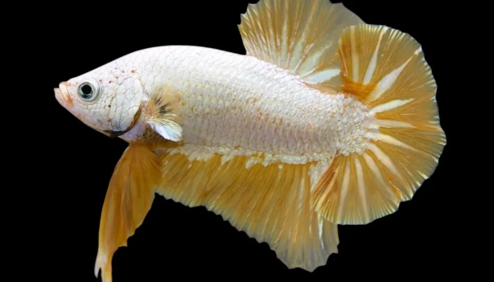 Plakat Gold Dragon Male Betta - Cichlid Exchange