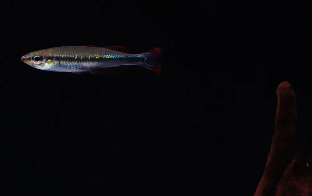 Madagascar Rainbow - Cichlid Exchange