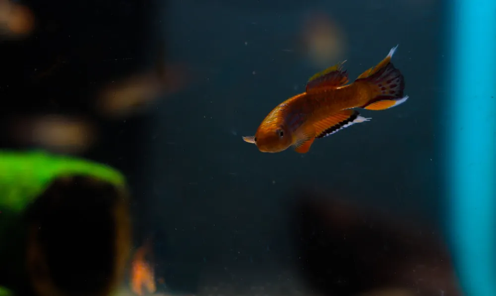 Aphyosemion australe "Chocolate Australe Killifish" PAIR - Cichlid Exchange