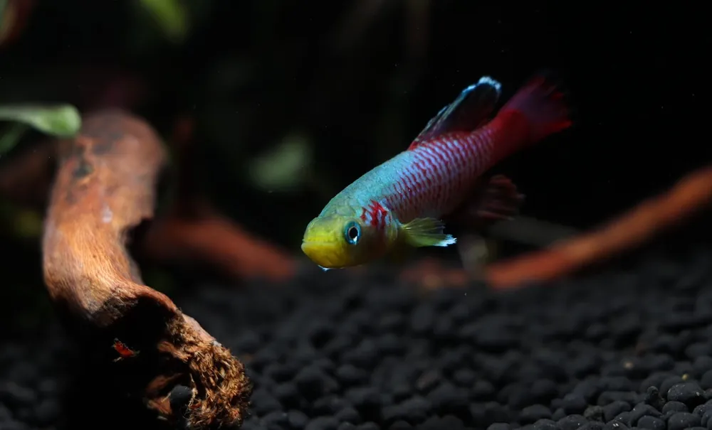 Nothobranchius guentheri "Guenther's Killifish" Pair - Emark Tropical Imports