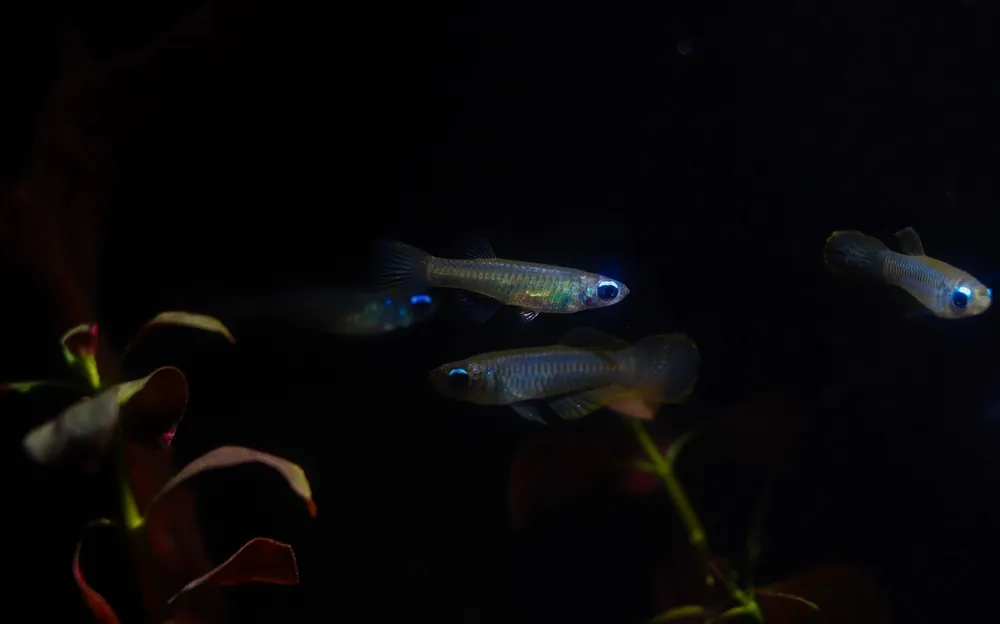 Poropanchax normani "Norman's Killifish" - Cichlid Exchange