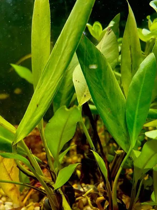 Asst Anubias Aquatic Plant - 5D Tropical
