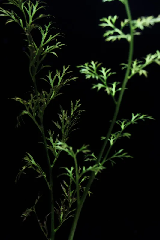 Water Sprite Indian Fern Aquatic Plant - Emark Tropical Imports