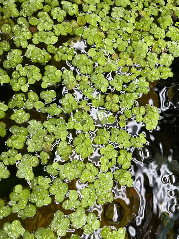 Salvinia - 5D Tropical