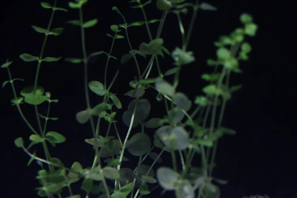 Baby Tears Aquatic Plant - 5D Tropical