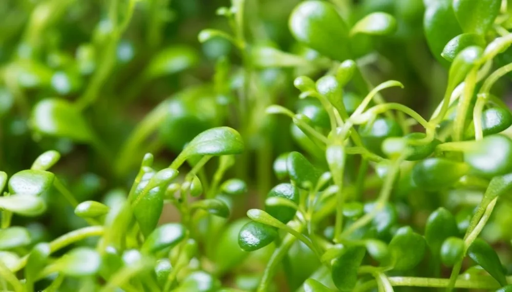 Glossostigma Aquatic Plant - 5D Tropical