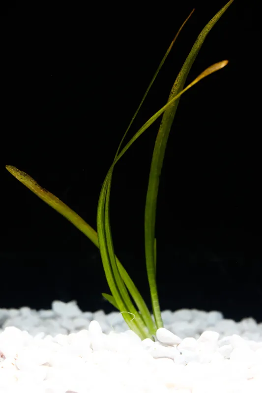 Sagittaria Broadleaf - 5D Tropical