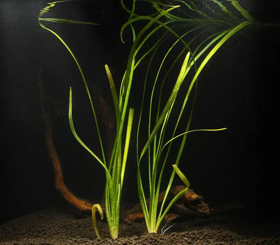 Sagittaria Subulata Aquatic Plant - Emark Tropical Imports