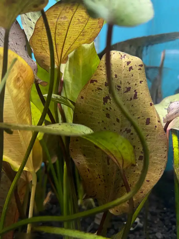 Echinodorus Ozelot Red Plant - 5D Tropical