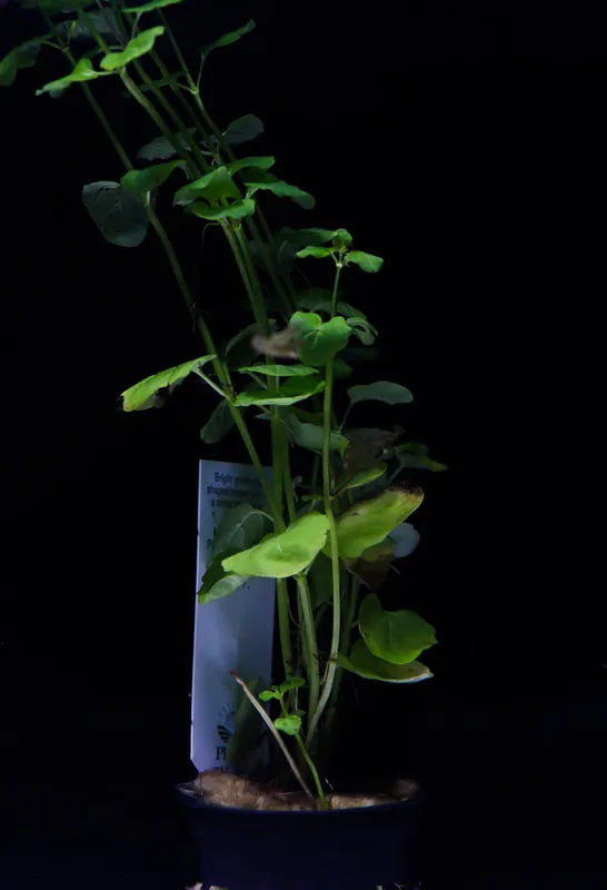 Asst Potted Aquatic Plant - 5D Tropical
